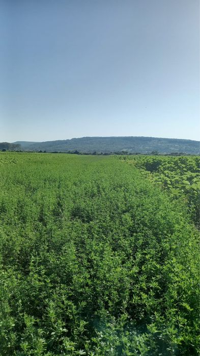 Teren de vanzare in Ion Creanga, Neamt, plata in transe