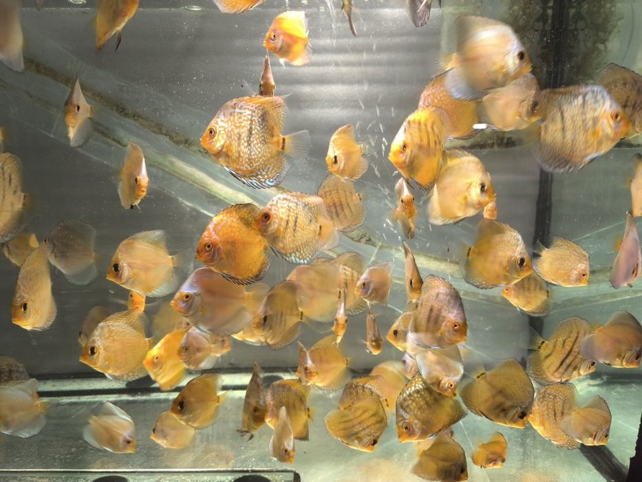 Дискуслар сотилади!