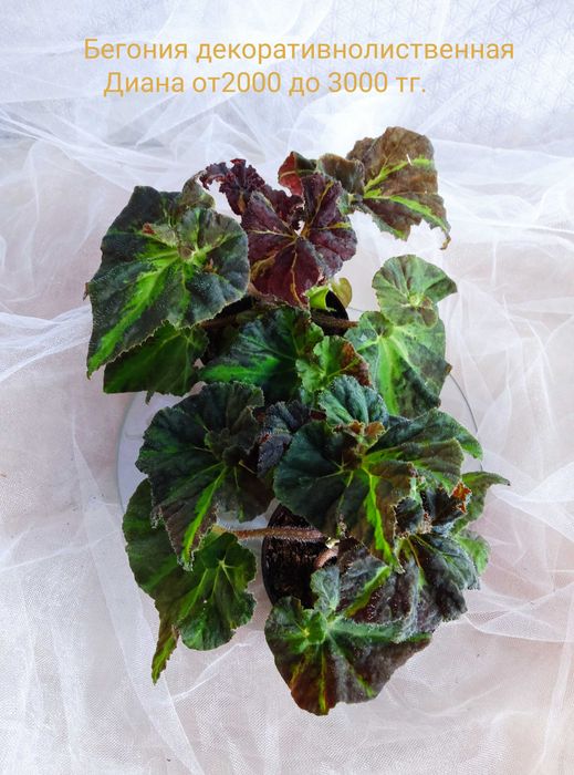 Комнатные растения