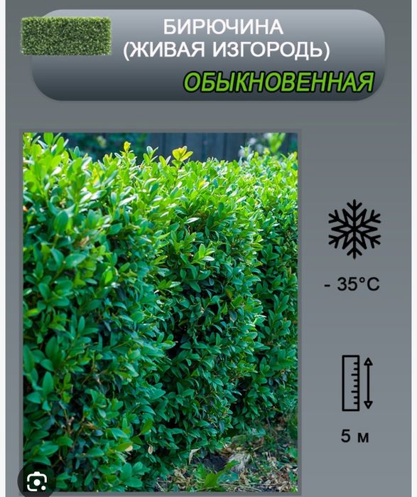 Бирючина живая изгородь 300т