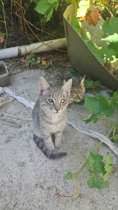 котята 3 месячные