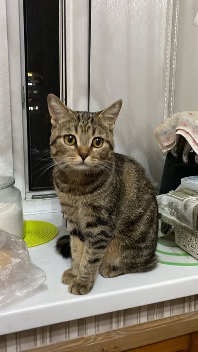 Срочно отдам в хорошие,  заботливые руки котика