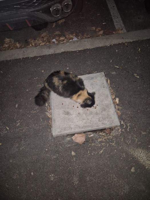 Бесплатно 3 цветная