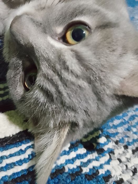 Zotdor mushuk chiroyli