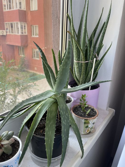 Комнатные растения