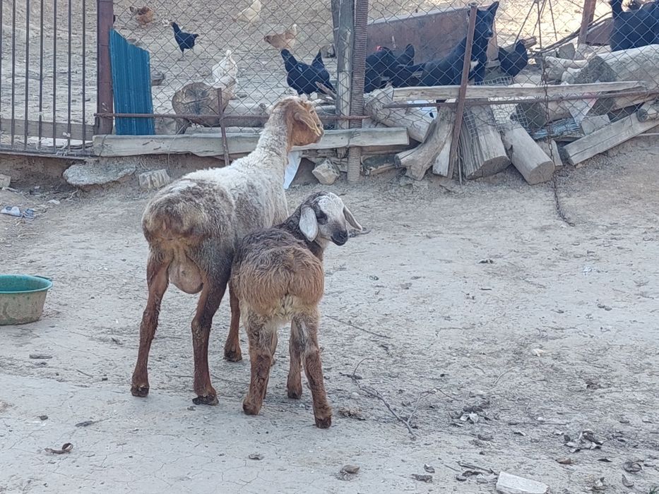 Жас қозылы қой сатылады