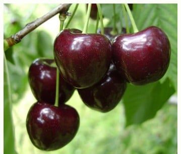 Pomi fructiferi pitici [Dwarf]soiuri de visini