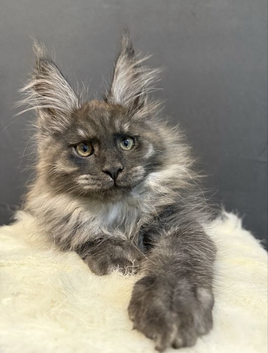 Pui Maine Coon superb