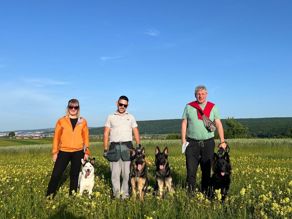 Dresaj canin scoala Dogisland K9