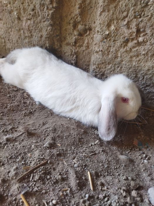 Karlik minilopdan chiqqan quyonlar