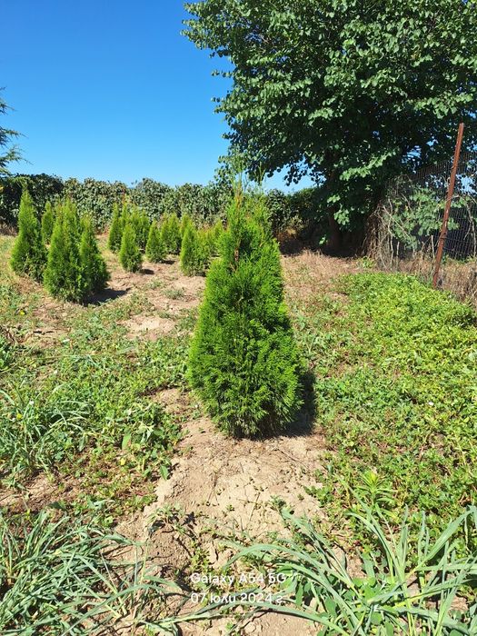 Западна туя Smaragd Пролетна промоция