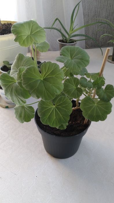 Комнатные   цветы