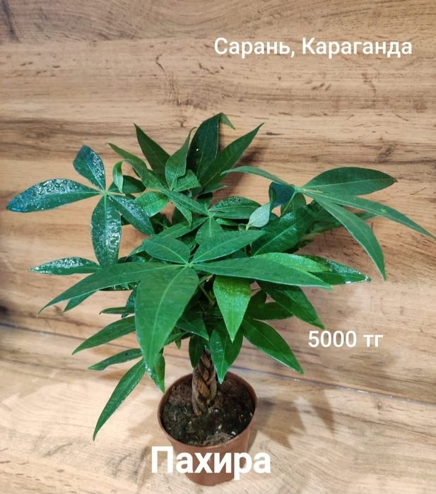 Филодендрон,фикус,монстера,гибискус