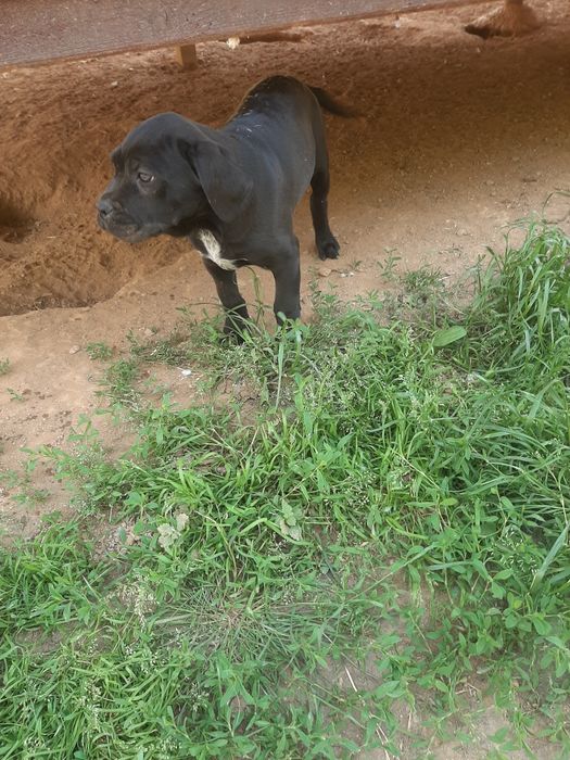 Femela cane corso neagra