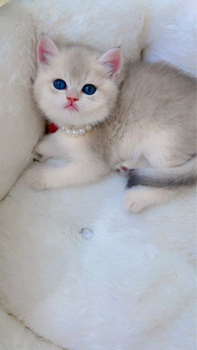 Элитные котята в продаже