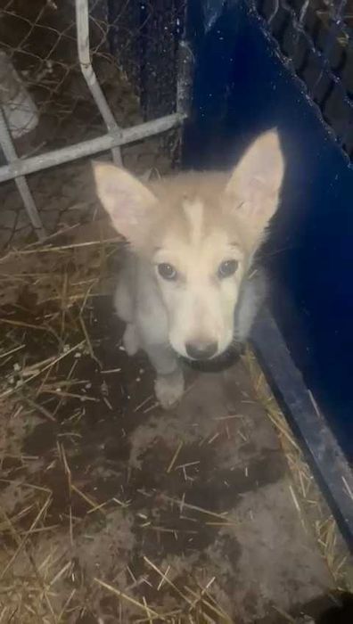 Подбросили щенка. Нужен дом!