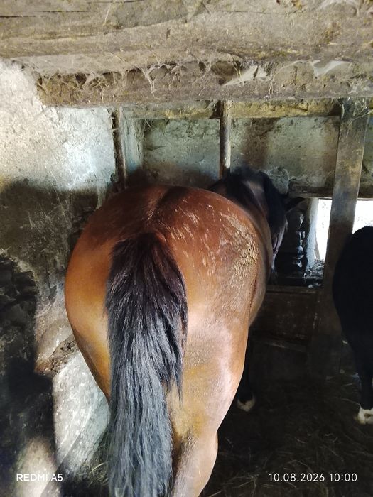 Vând iapa de 3 ani