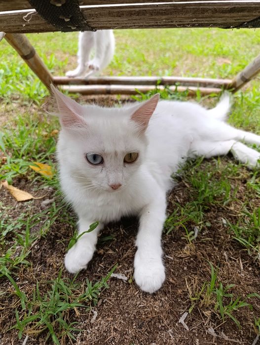 Котета на 7 седмици