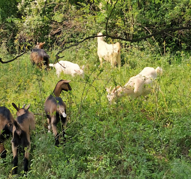 Vând capre Rasa Saanen si Alpin Francez
