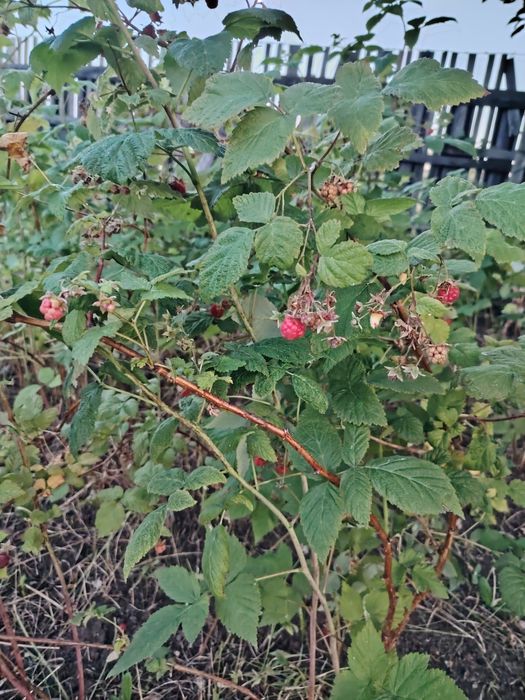 Продам дачу сад Березка