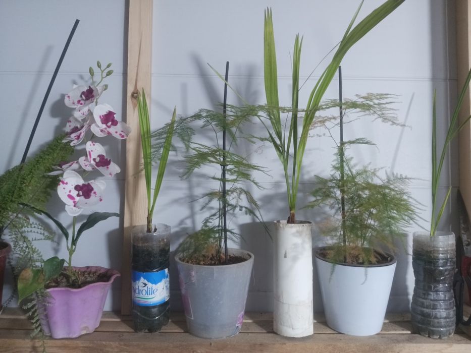 Продам финикавое дерево