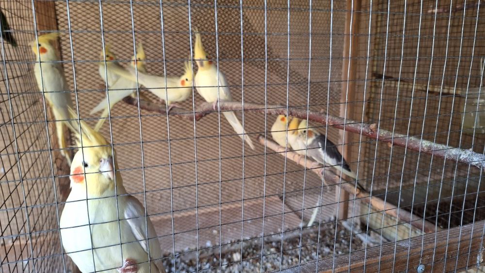 Продам попугай карелла