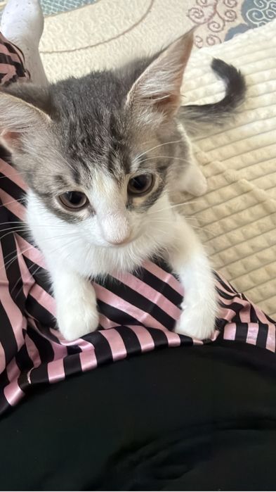 Котенок в добрые руки