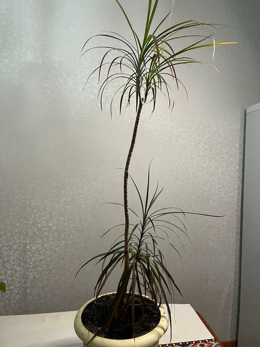 Комнаты цветы и офисные