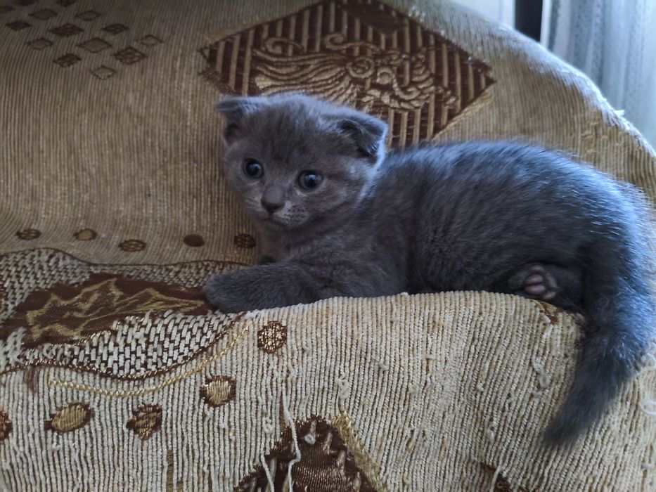 Котята шотландцы веслоухие