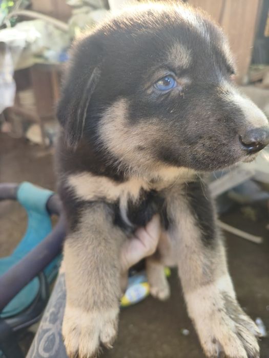 Продам щенков, 1 мальчик и 1 девочка