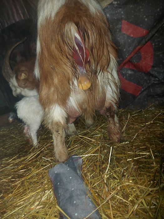 Vând capre tinere  sau schimb cu vaca