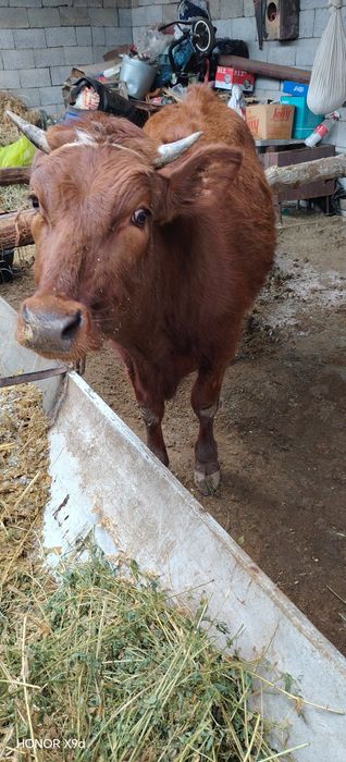 Гуножмн сотилади