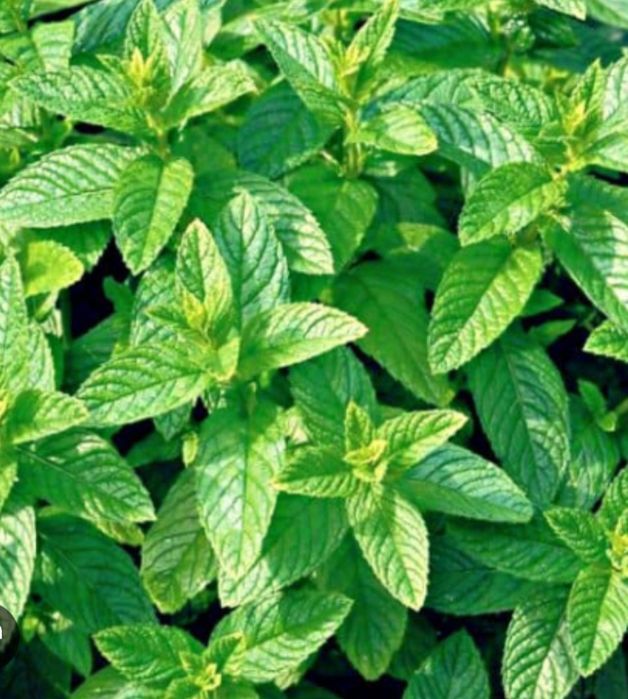 Продам ментоловую мяту.