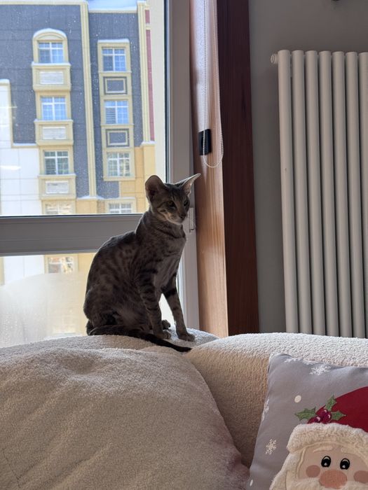 Отдам кошку ориентал