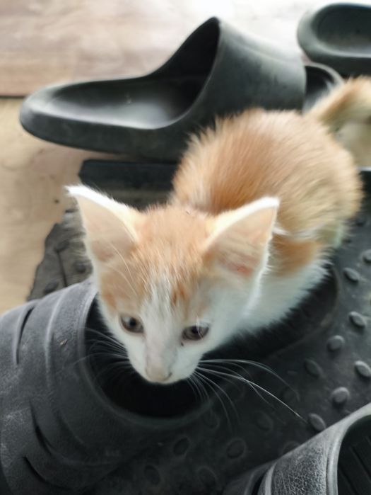 Отдат котят  (р-н Мирный)