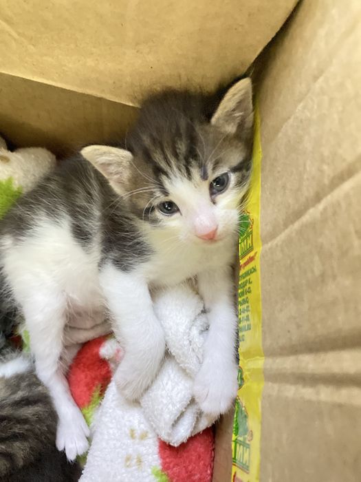 2 мальчики, котенки