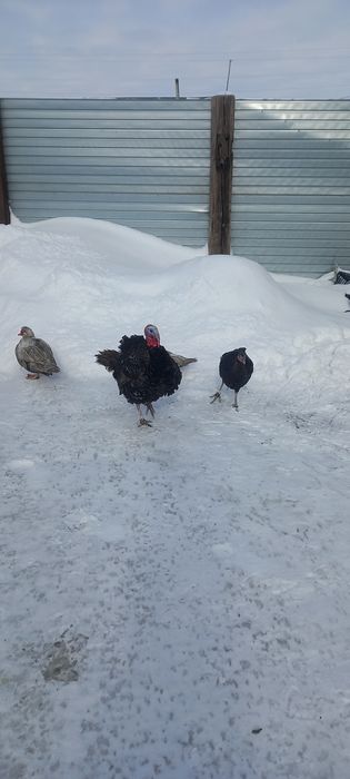 Индюки Самцы 9 месяцев