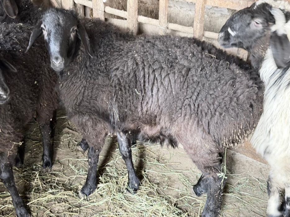 Кой кошкар сатылады