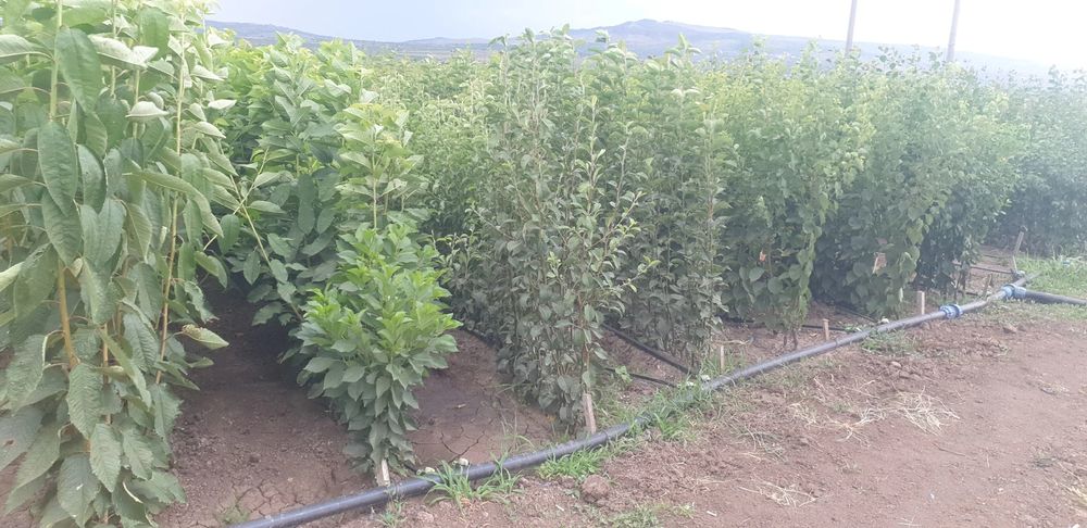 Pomi fructiferi altoiti en gross