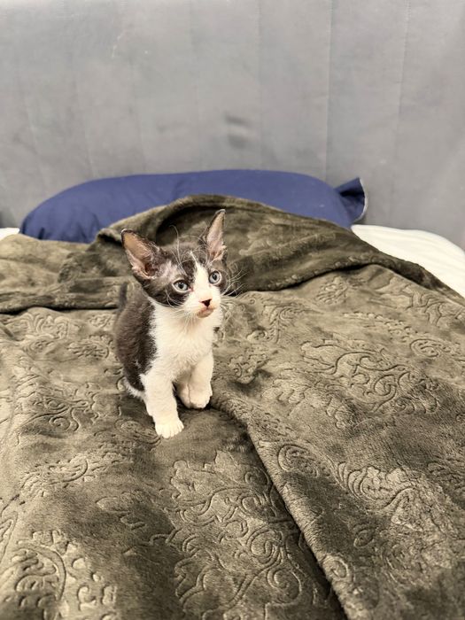 Котенок сфинкс браш