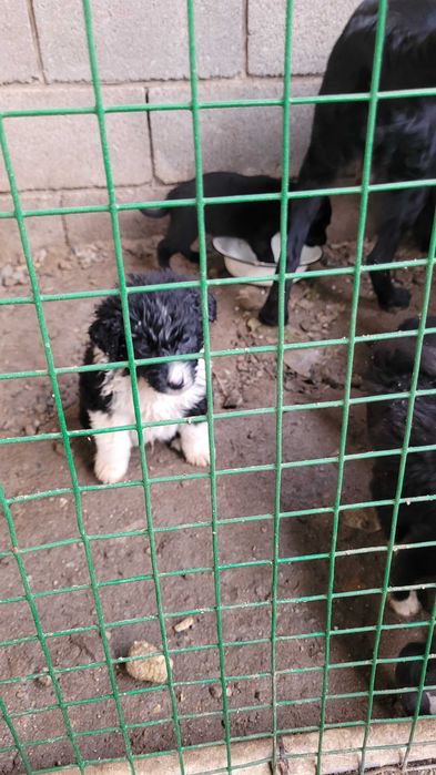 Щенки от мамы лабрадора