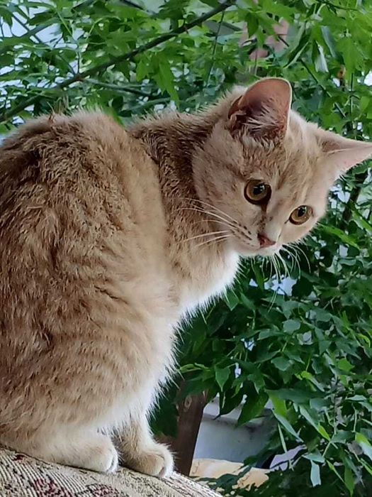 Отдадим молодую кошку в добрые руки!