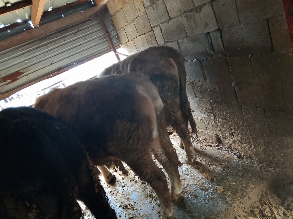 Продам откормленных Бычков