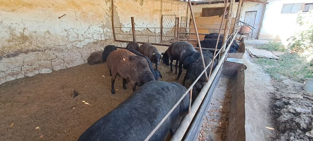 Qurbonlik uchun sogʻlom qoʻchqorlar narxi kelishimiz toza boqilgan