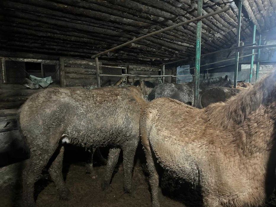 Лошади с откорма 43 голов