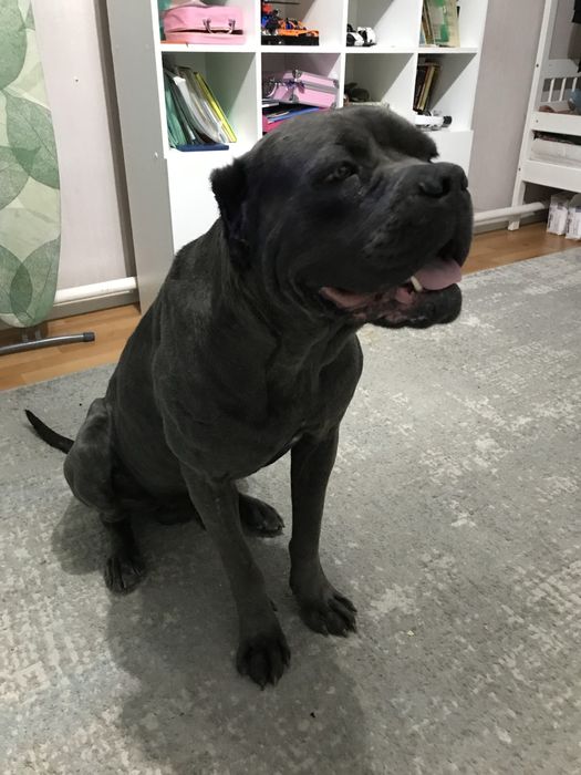 Кане корсо вязка