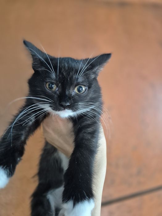 Отдам котят в хорошие руки