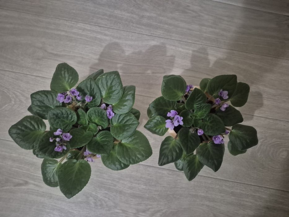 Продам  цветы фиалки