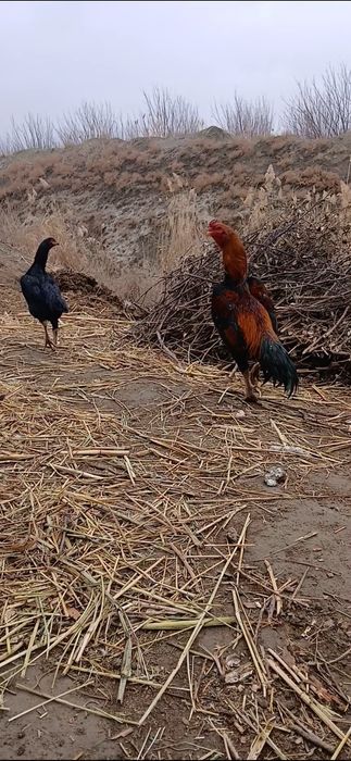 Dakan ishqiboziga tuxumlari sotiladi