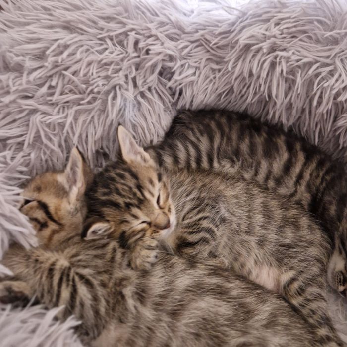 Котёнка 3 штук оригинал